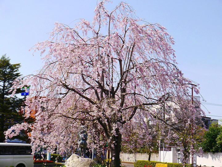 武蔵関公園 桜 写真