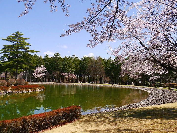 信州　大芝公園 桜 写真