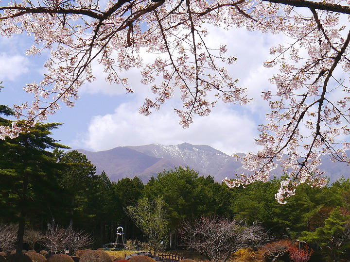 信州　大芝公園 桜 写真