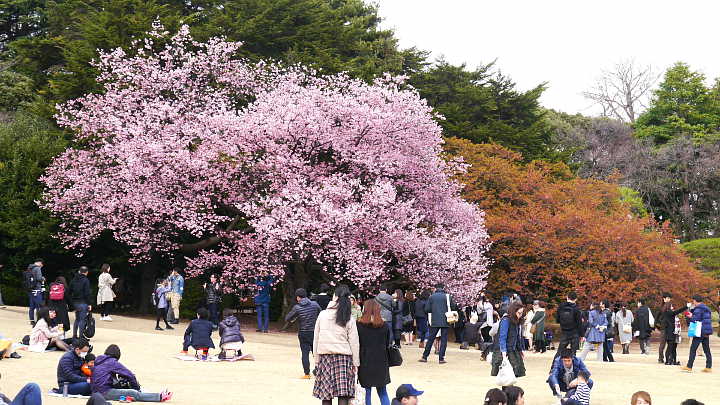 新宿御苑 桜 写真