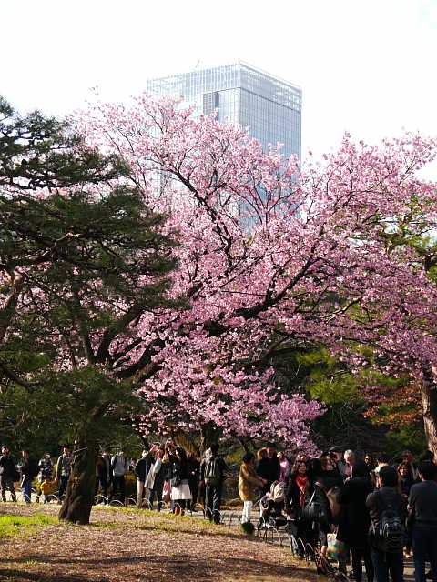 新宿御苑 桜 写真