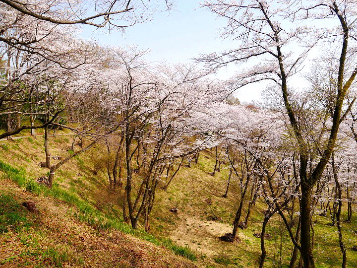 都立滝山公園・滝山城跡 桜 写真