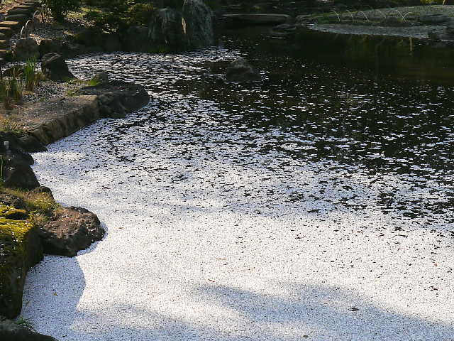 靖国神社　神池庭園 桜 写真