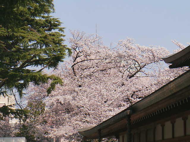 靖国神社　神池庭園 桜 写真