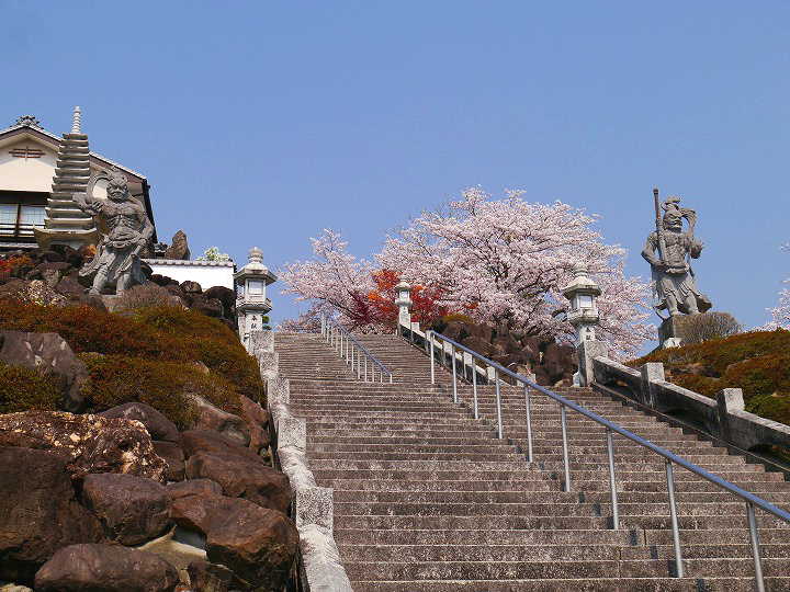 宇和島　龍光院の桜　 写真