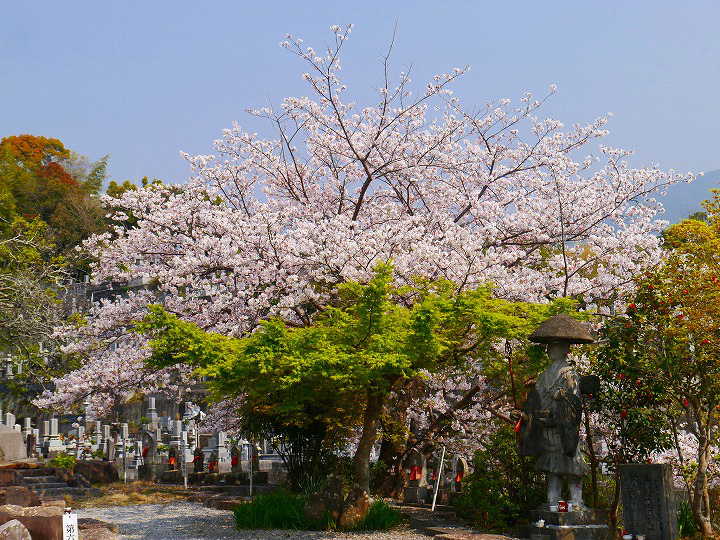 宇和島　龍光院の桜　 写真