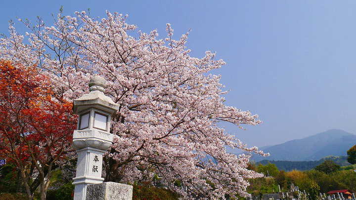 宇和島　龍光院の桜 桜 写真