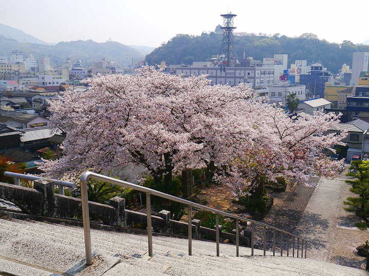 宇和島　龍光院の桜 桜 写真