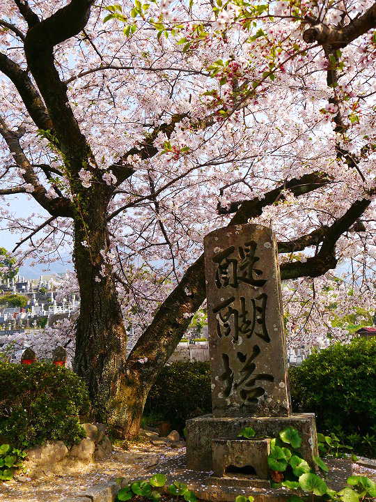 宇和島　龍光院の桜　写真