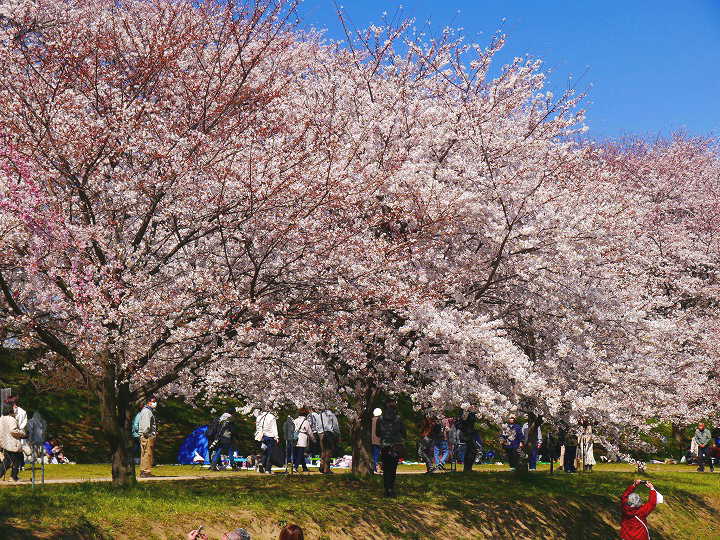 権現堂堤の桜　 写真