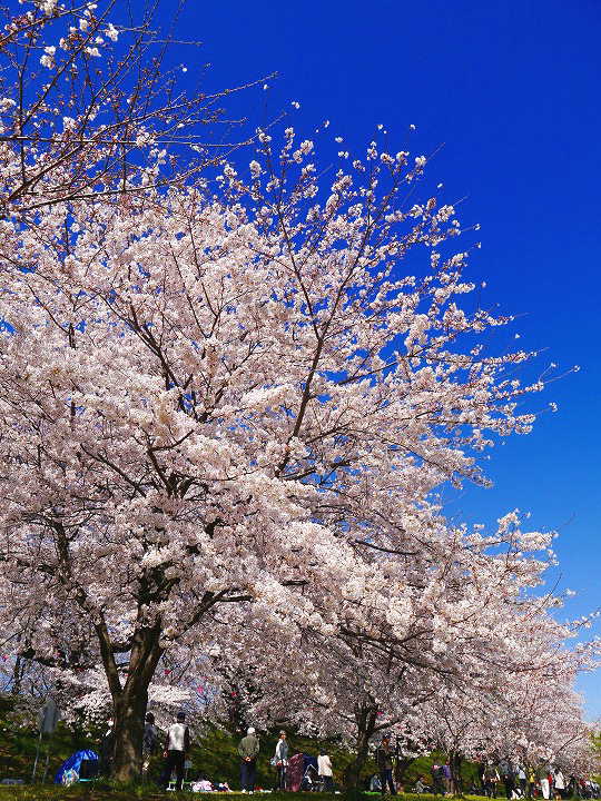 権現堂堤の桜 桜 写真