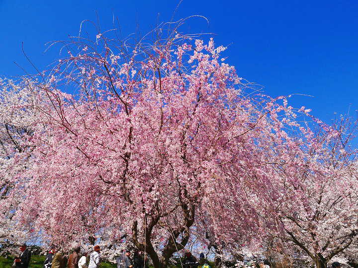 権現堂堤の桜　写真