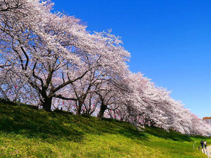 権現堂堤の桜 桜 写真