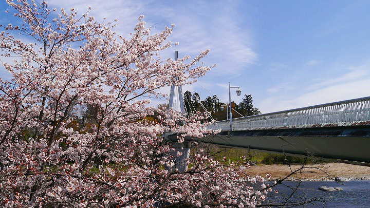 青梅　釜の淵公園 桜 写真