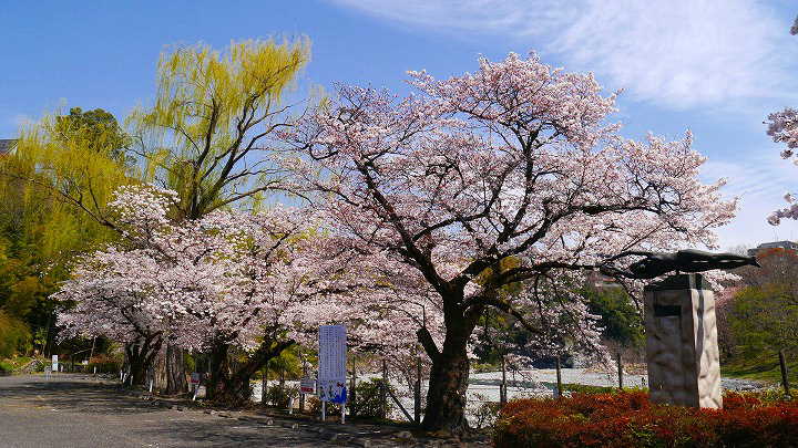 青梅　釜の淵公園 桜 写真