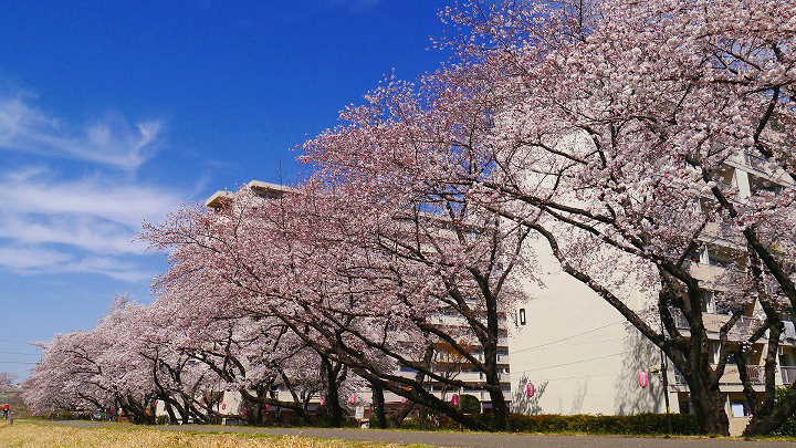 多摩川堤防沿い 桜 写真