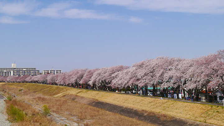多摩川堤防沿い 桜 写真