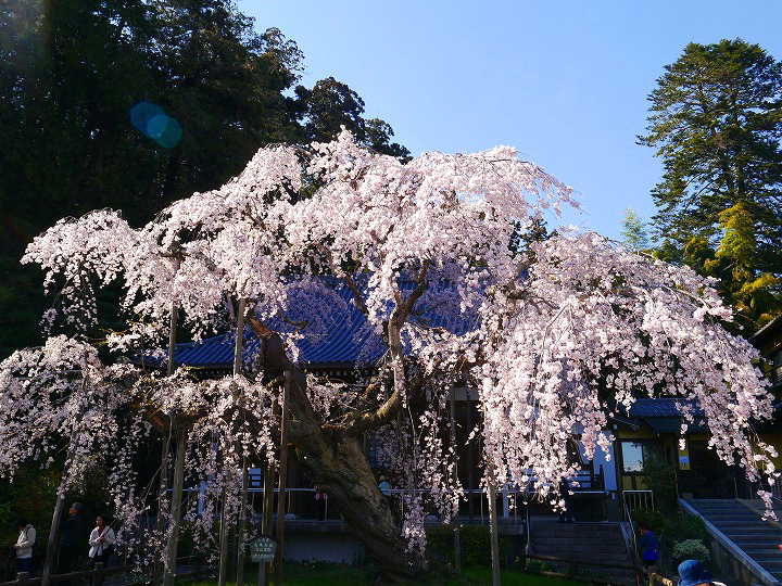 太山寺のしだれ桜　 写真