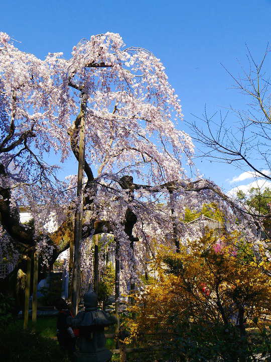 太山寺のしだれ桜　 写真