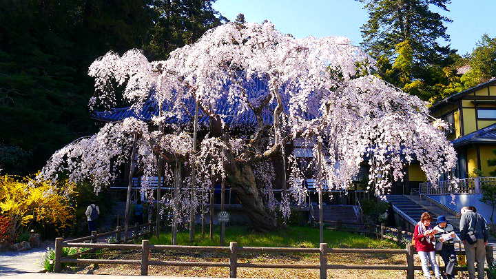 太山寺のしだれ桜 桜 写真