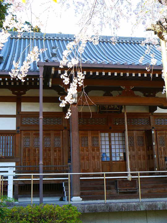 太山寺のしだれ桜　写真