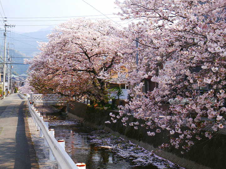 宇和島　辰野川のさくら　 写真