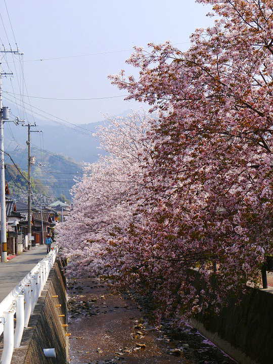 宇和島　辰野川のさくら 桜 写真