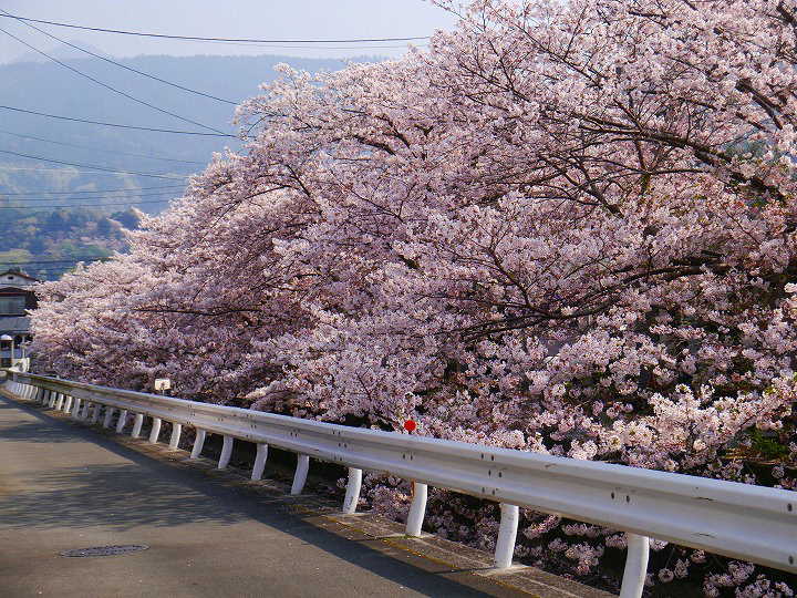 宇和島　辰野川のさくら 桜 写真