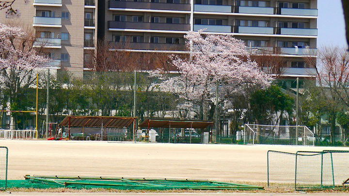 所沢　はばたき通り 桜 写真