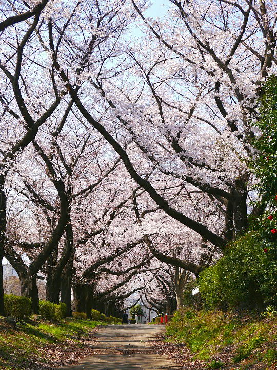 所沢　はばたき通り 桜 写真
