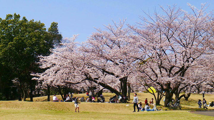 所沢航空記念公園 桜 写真