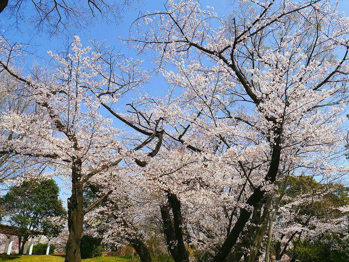 所沢航空記念公園 桜 写真
