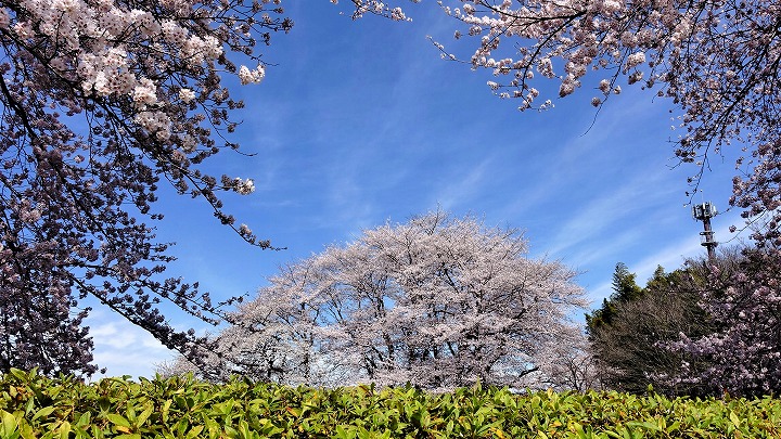 所沢温泉　湯楽の里　脇 桜 写真