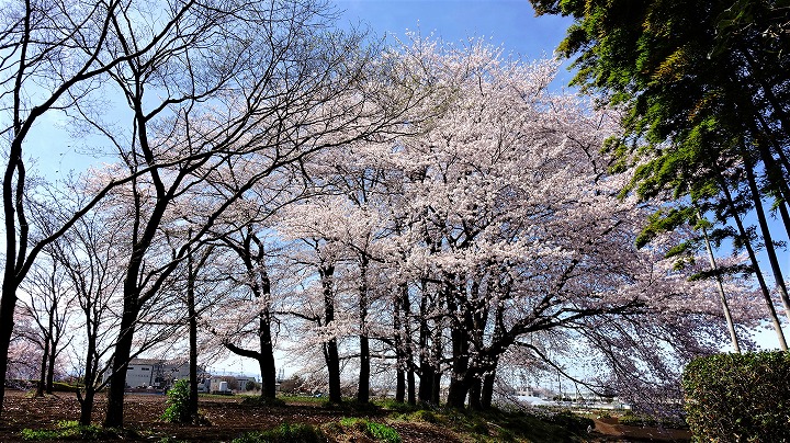 所沢温泉　湯楽の里　脇 桜 写真