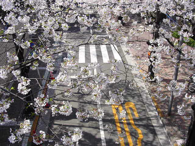 アークヒルズ周辺 桜 写真