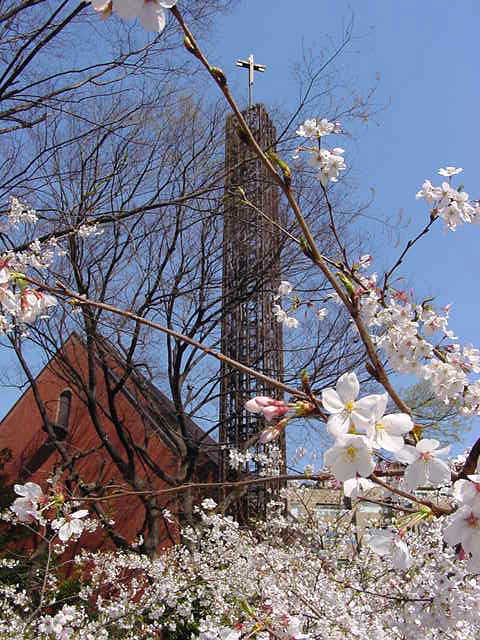 アークヒルズ周辺 桜 写真
