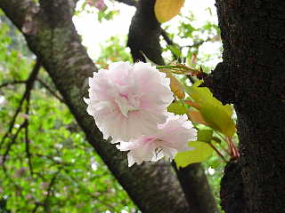 馬事公苑　八重桜 写真