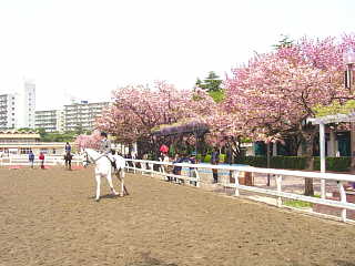 馬事公苑の八重桜 写真