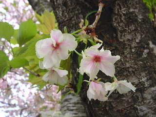 馬事公苑の八重桜 写真