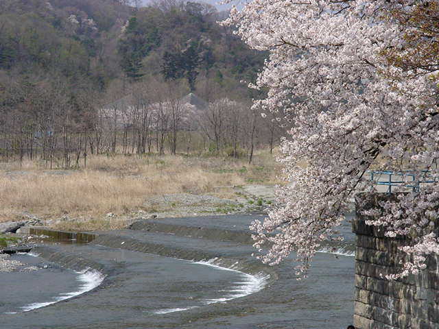 羽村堰周辺　さくら 桜 写真