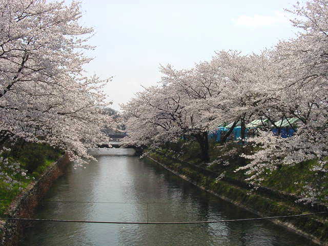 羽村堰周辺　さくら 桜 写真