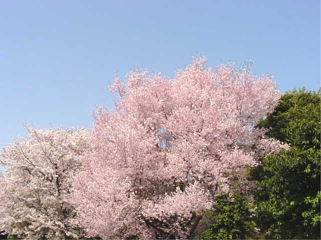 皇居　東御苑 桜　写真