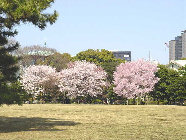 皇居　東御苑 桜　写真