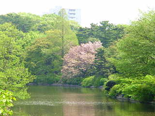 日立製作所　中央研究所庭園　さくら 桜 写真