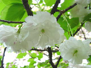 日立製作所　中央研究所庭園　さくら 桜 写真