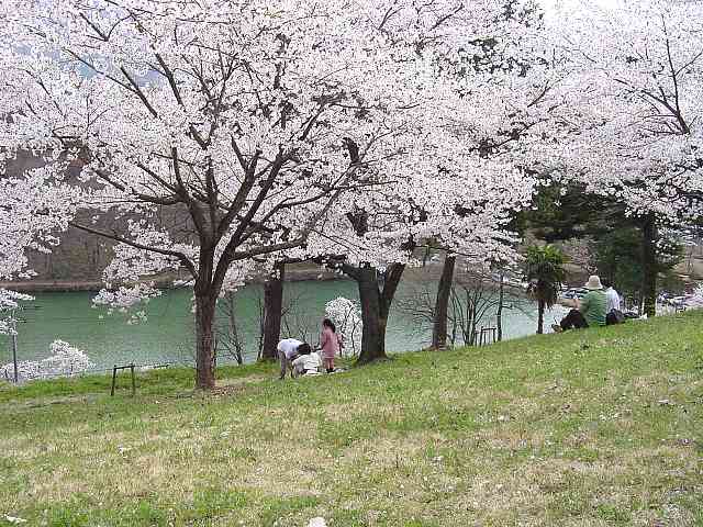 秩父　羊山公園　桜 写真