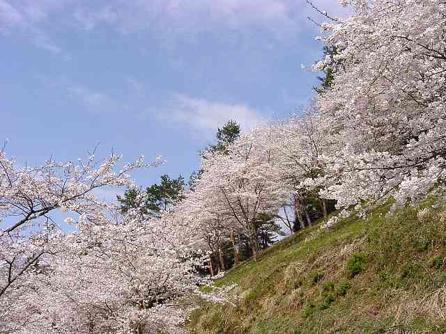 秩父　羊山公園　桜 写真