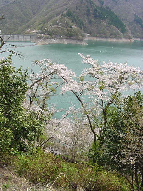 奥多摩湖　桜 写真