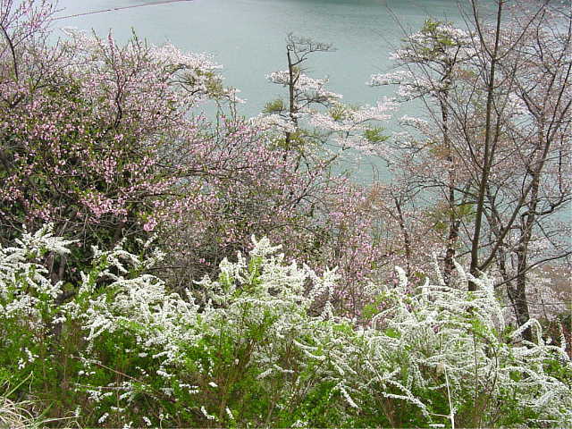 奥多摩湖　桜 写真