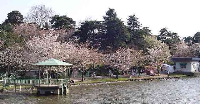 大宮公園 桜 写真